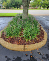 Big Blue  Liriope | Liriope muscari ‘Big Blue’ | Monkey Grass