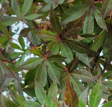 Bloodgood Japanese Maple | Acer palmatum 'Bloodgood'