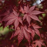 Bloodgood Japanese Maple