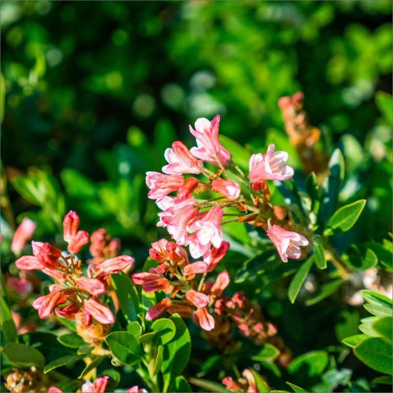 邦楽 Bloom maxresdefault.jpg