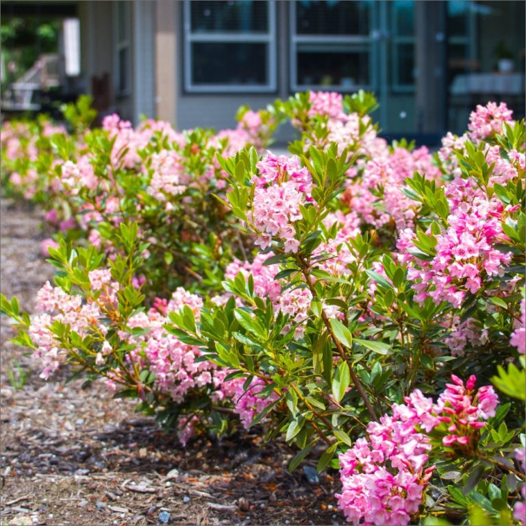 Bloombux® Magenta Rhododendron | Rhododendron x Bloombux® Magenta