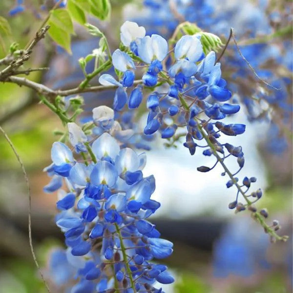 Blue Chinese Wisteria Tree