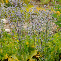 Blue Glitter Sea Holly | Eryngium p. 'Blue Glitter'