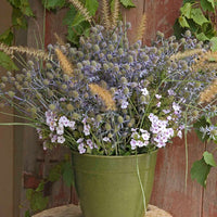 Blue Glitter Sea Holly | Eryngium p. 'Blue Glitter'