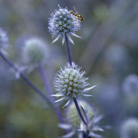 Blue Glitter Sea Holly | Eryngium p. 'Blue Glitter'