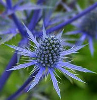 Blue Glitter Sea Holly, Flat Sea Holly, Eryngium p. 'Blue Glitter', Sea Holly Blue Glitter, False Sea Holly, Blue Glitter, Blue Eryngo 'Blue Glitter