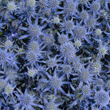 Blue Glitter Sea Holly | Eryngium p. 'Blue Glitter'