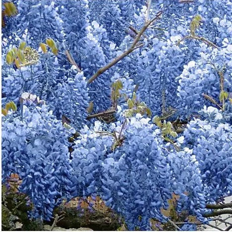 chinese blue wisteria bonsai tree Blue Chinese Wisteria Tree