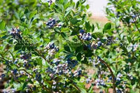 Blueberries Rabbiteye | Vaccinium ashei