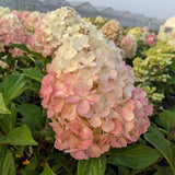 Bouncy™ Hardy Hydrangea | Hydrangea paniculata 'Bokomabou' USPPAF, CPBRAF