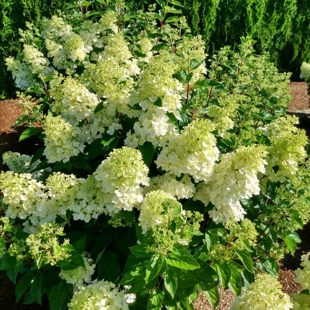 Bouncy™ Hardy Hydrangea | Hydrangea paniculata 'Bokomabou' USPPAF, CPBRAF