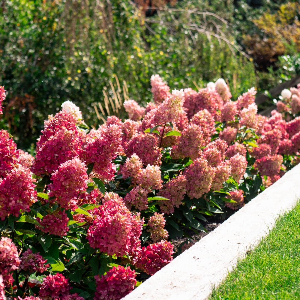 Bouncy™ Hardy Hydrangea | Hydrangea paniculata 'Bokomabou' USPPAF, CPBRAF