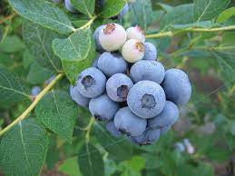 Blueberries Rabbiteye | Vaccinium ashei