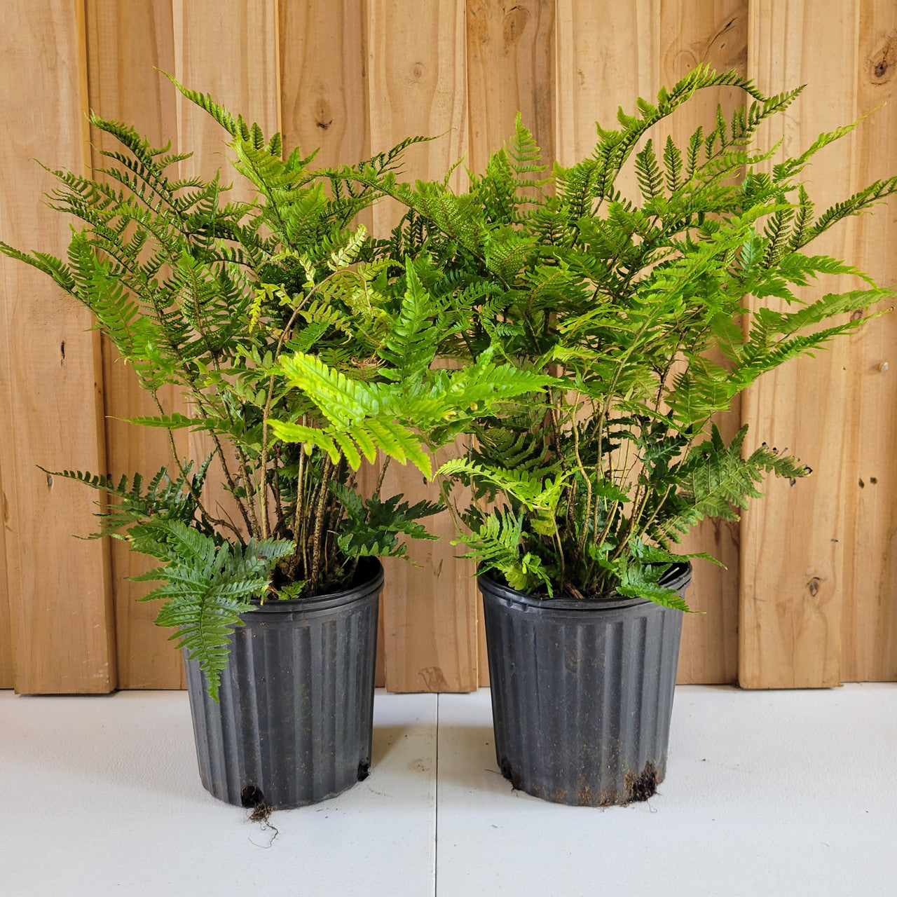 Plant Factory Direct Brilliance Fern - Thumbnail 2