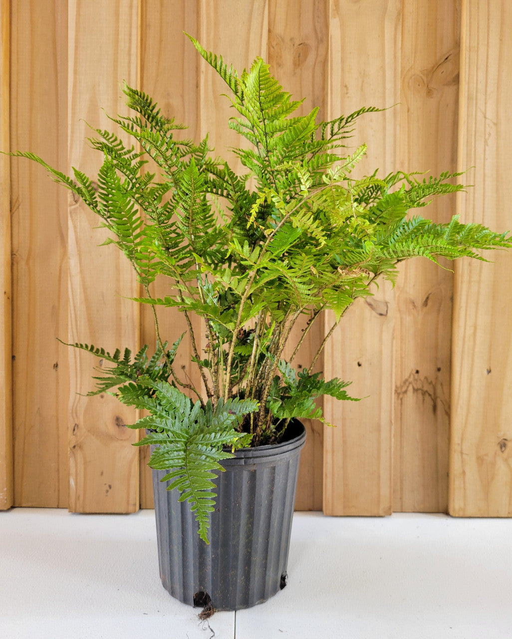 Plant Factory Direct Brilliance Fern