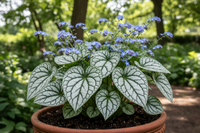 Brunnera 'Queen of Hearts' – Proven Winners Shade Perennial