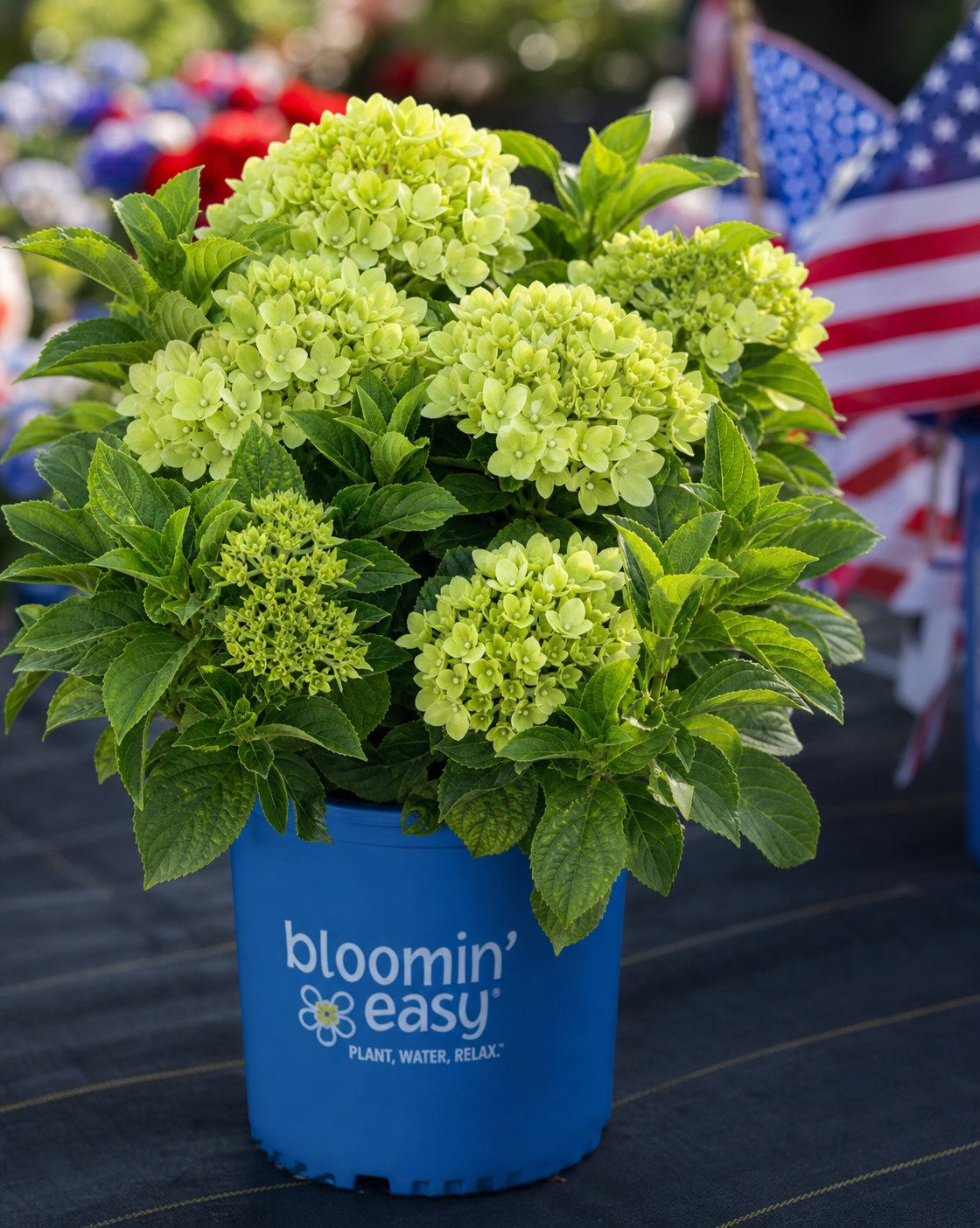 Bubble Bath™ Hardy Hydrangea | Hydrangea paniculata 'Bokomabou' USPPAF, CPBRAF