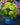 Bubble Bath™ Hardy Hydrangea | Hydrangea paniculata 'Bokomabou' USPPAF, CPBRAF
