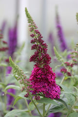'Miss Molly' Butterfly Bush