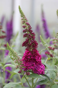 'Miss Molly' Butterfly Bush
