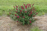 'Miss Molly' Butterfly Bush