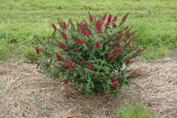 'Miss Molly' Butterfly Bush