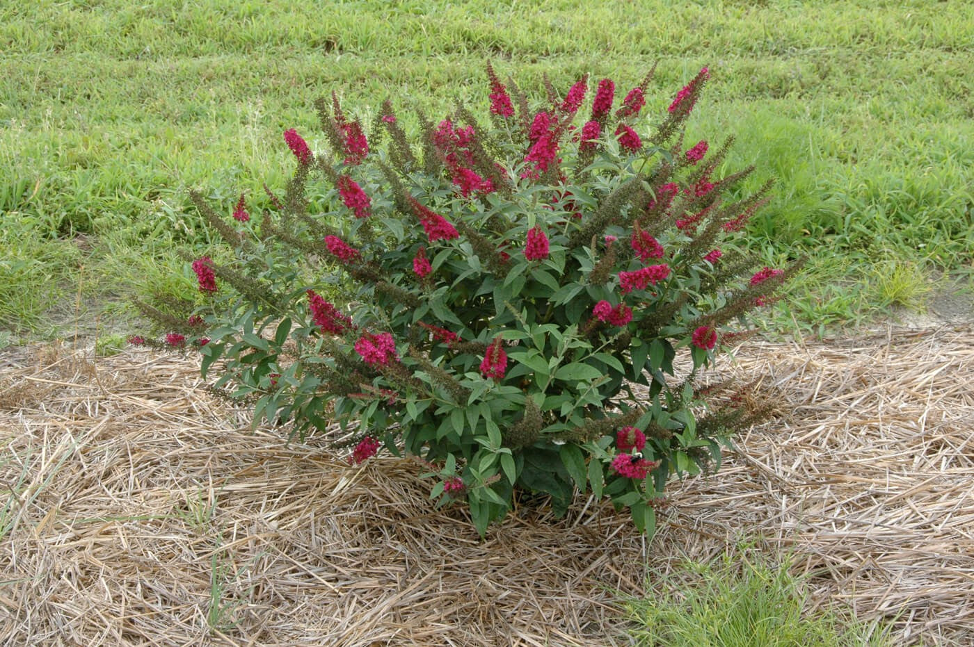 'Miss Molly' Butterfly Bush