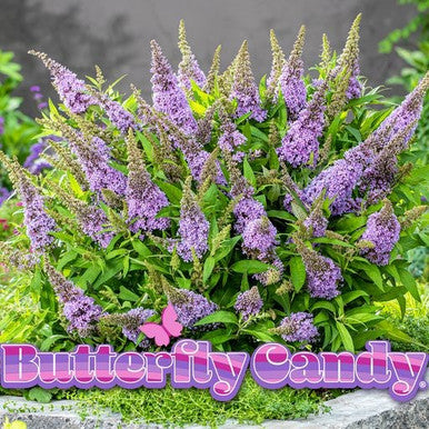 Butterfly Candy™  'Lil Lavender'™ Butterfly Bush
