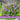 Butterfly Candy™  'Lil Lavender'™ Butterfly Bush