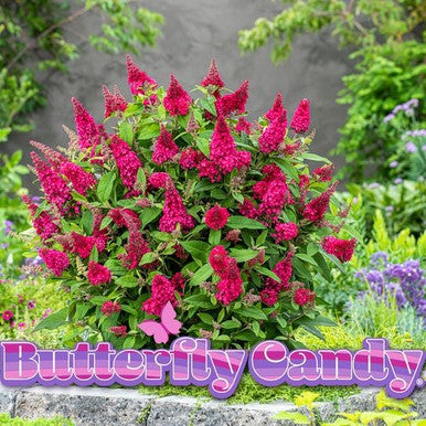 Butterfly Candy™  'Lil Raspberry'™ Butterfly Bush