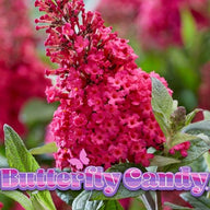 Butterfly Candy™  'Lil Raspberry'™ Butterfly Bush