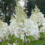 Candelabra® Hardy Hydrangea | Botanical name: Hydrangea paniculata 'Hpopr013' USPP27472, CPBR6053