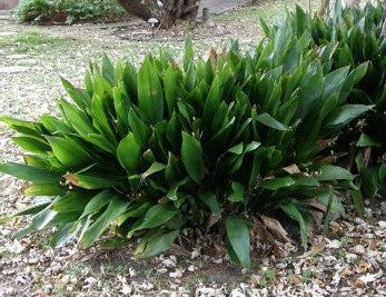 Cast Iron Plant (Aspidistra elatior) | Shade-Loving, Deer Resistant