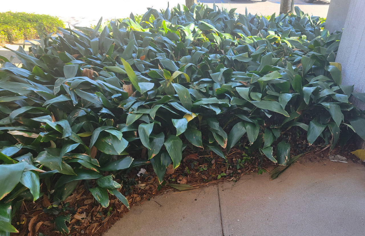 Cast Iron Plant (Aspidistra elatior) | Shade-Loving, Deer Resistant