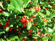 China Girl® Holly Shrub | Ilex x meserveae 'Mesog'