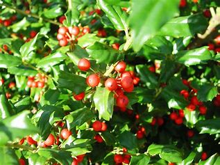 China Girl® Holly Shrub | Ilex x meserveae 'Mesog'