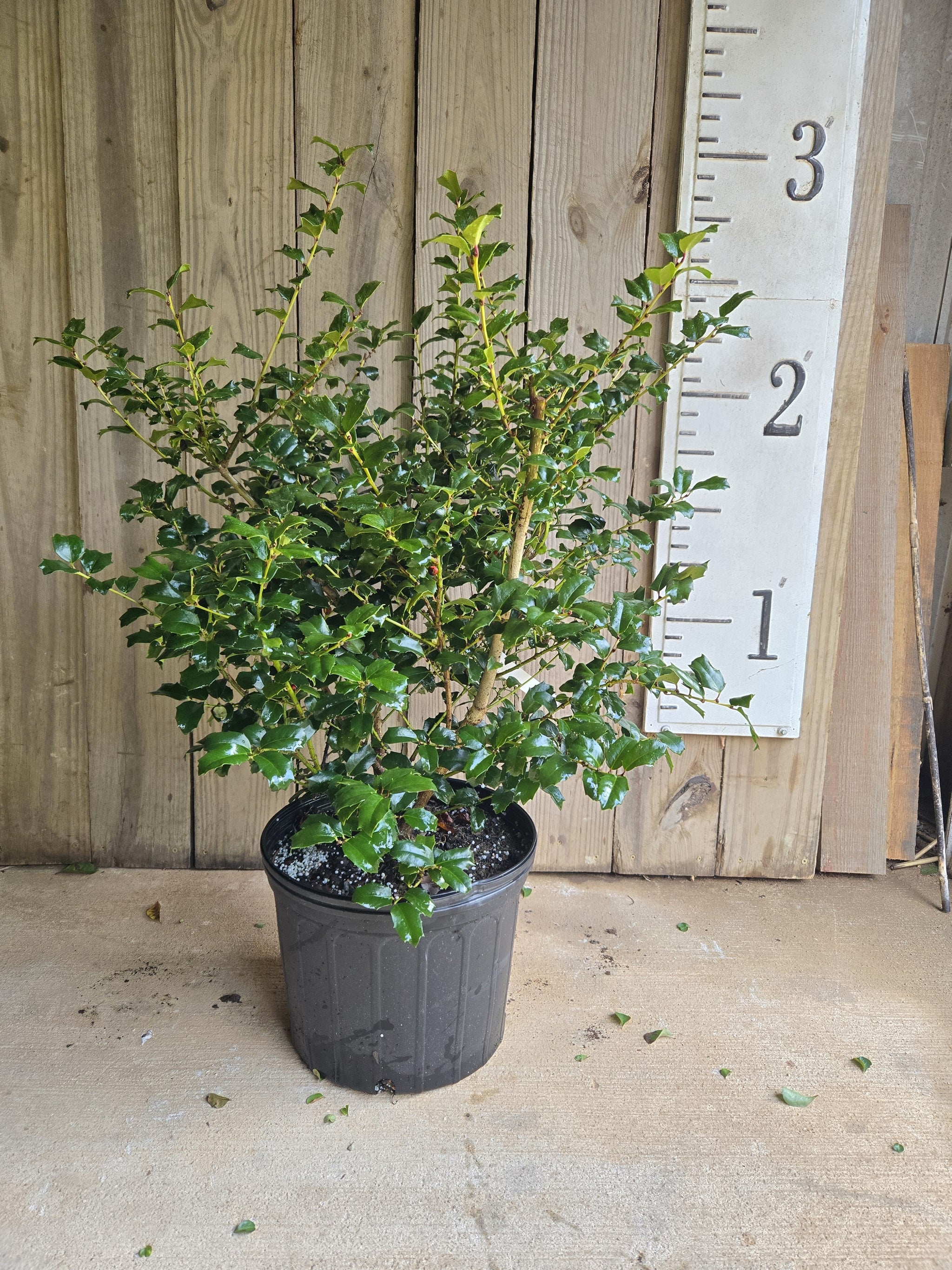 China Girl® Holly Shrub | Ilex x meserveae 'Mesog'