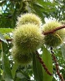 Chinese Chestnut Tree | Castanea mollissima