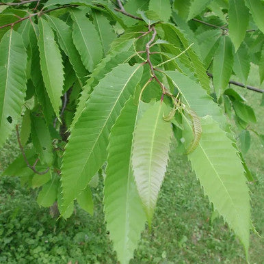 Chinese Chestnut Tree | Castanea mollissima