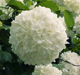 Chinese Snowball Viburnum Bush |Viburnum macrocephalum 'Sterile'