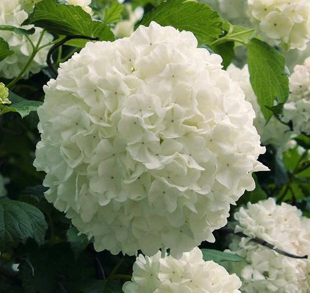 Chinese Snowball Viburnum Bush |Viburnum macrocephalum 'Sterile'