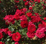 Cinnamon Hearts™ Rose | Rosa x 'VLR13003' USPPAF, CPBRAF | Continuous Blooms from spring to fall