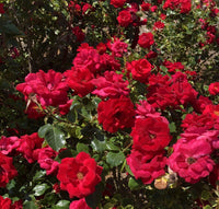 Cinnamon Hearts™ Rose | Rosa x 'VLR13003' USPPAF, CPBRAF | Continuous Blooms from spring to fall