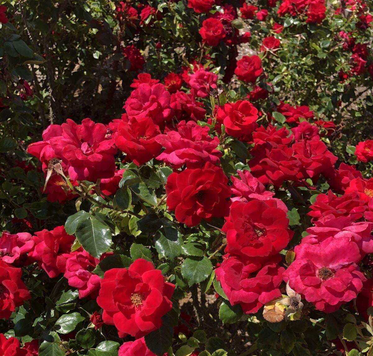 Cinnamon Hearts™ Rose | Rosa x 'VLR13003' USPPAF, CPBRAF | Continuous Blooms from spring to fall