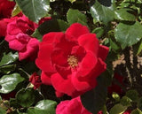 Cinnamon Hearts™ Rose | Rosa x 'VLR13003' USPPAF, CPBRAF | Continuous Blooms from spring to fall
