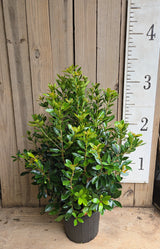 Cleyera japonica