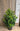 Cleyera japonica