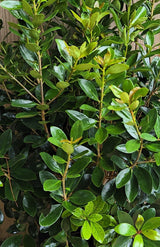 Cleyera japonica