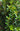 Cleyera japonica