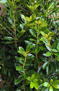 Cleyera japonica